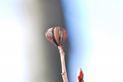 Exochorda racemosa - hroznovec hroznatý - plod